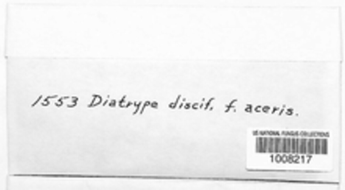 Diatrype disciformis image